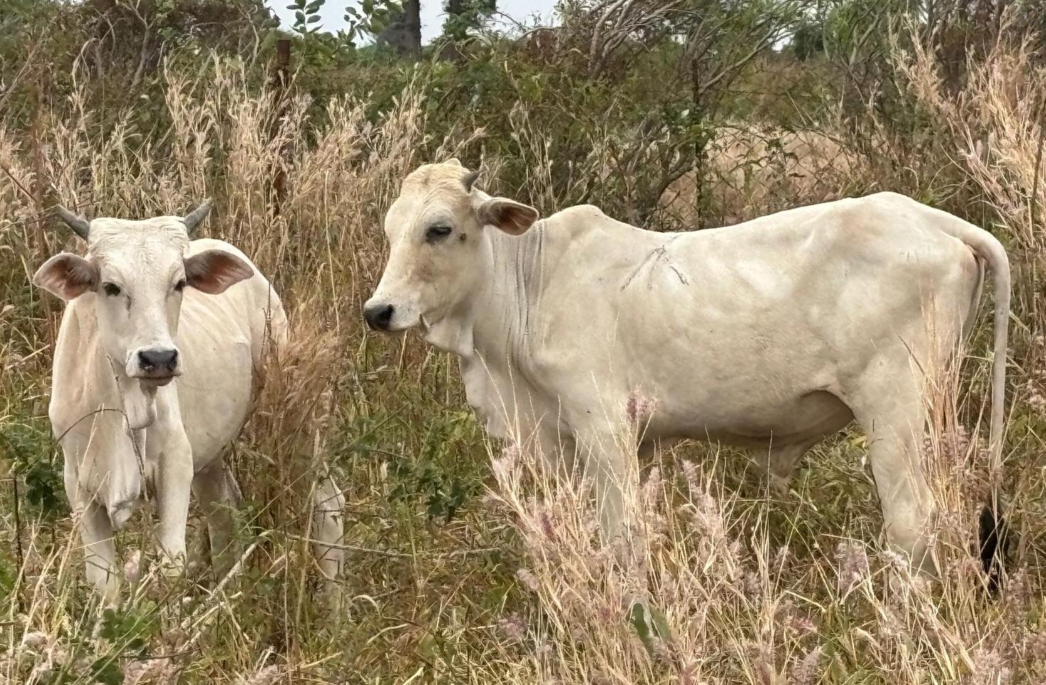 Zwei helle Rinder stehen ruhig im hohen Gras einer natürlichen Wiese