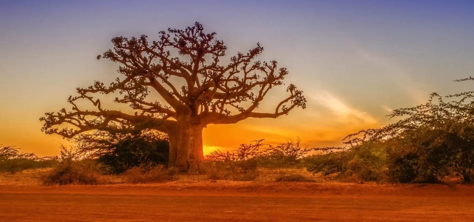 Ein großer Baobabbaum steht vor einem farbenfrohen Sonnenuntergang am Horizont